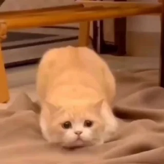 🐈
