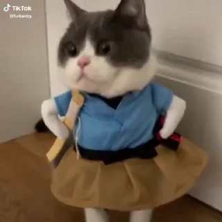 🐱