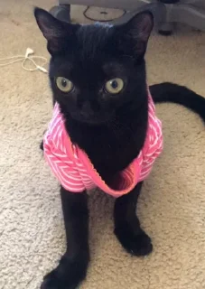 👚