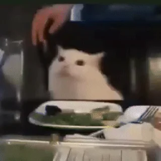 🐈‍⬛️