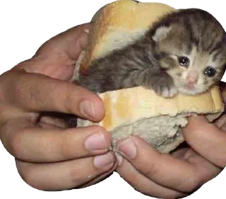 🥪