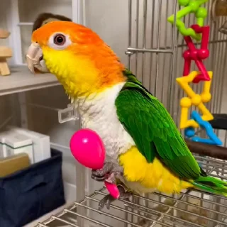 🤩