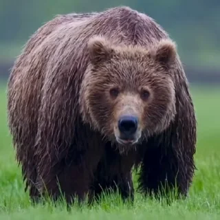 🤩