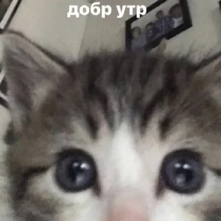 🐱