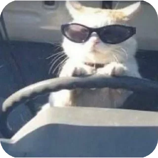 🐱