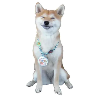 🐶