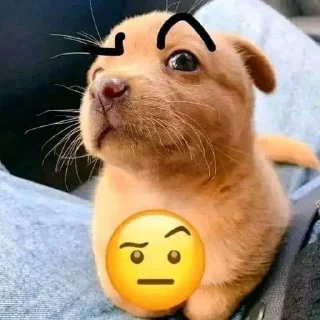 🐶