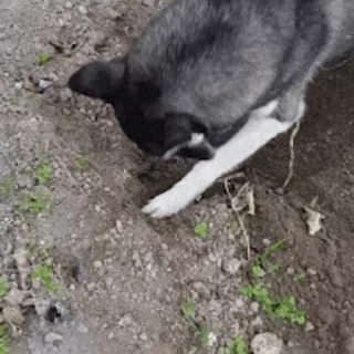 🐕