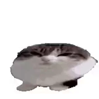 😺