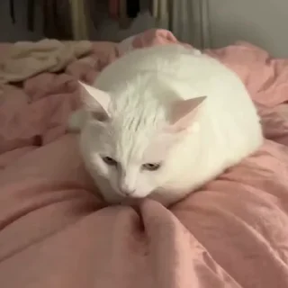 💃