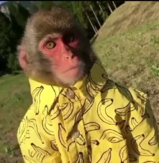 🐵