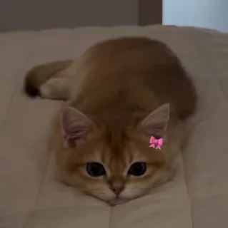 🐱