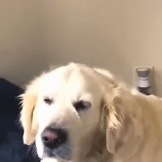 🤩