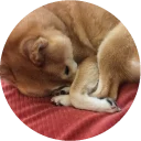 💤