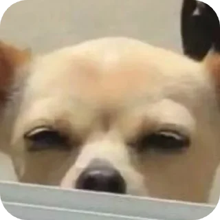 🐶