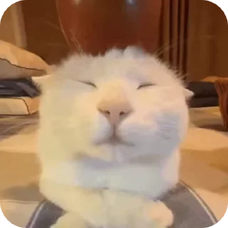 Кот яблачко :: @fStikBot