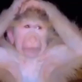 🙉