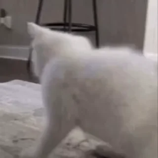 🤪