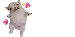 🐈