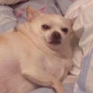 🐶