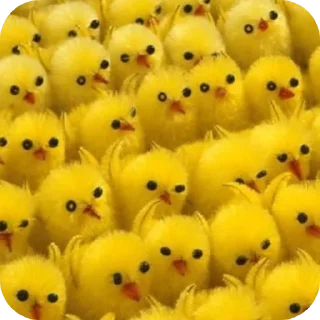 🐦