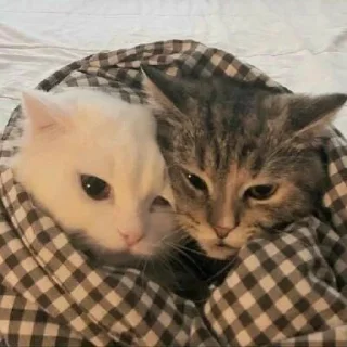 🐈