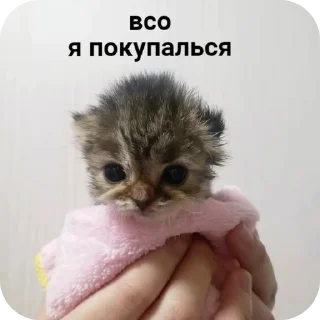 🐱