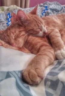 💤