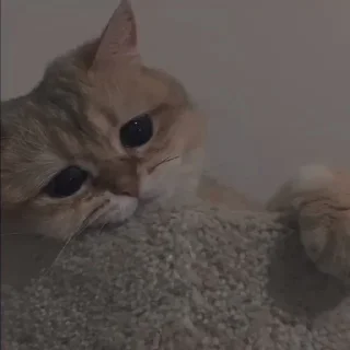 💗