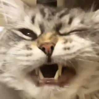 😾