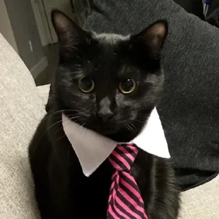 😺