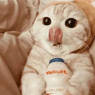 🐾
