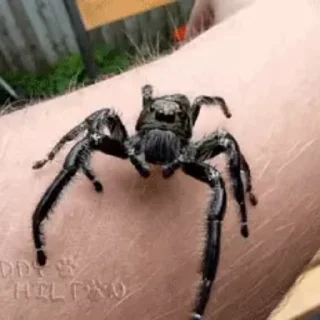🕷