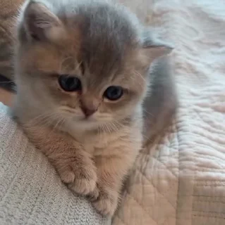 🐱
