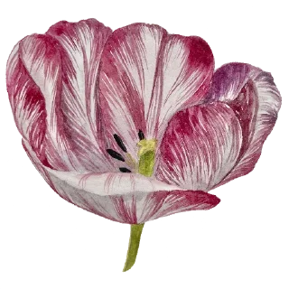 🌸