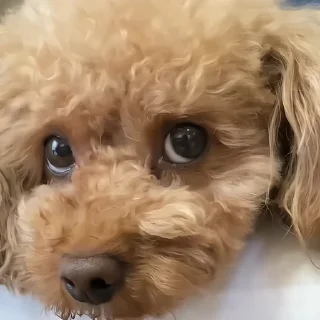 🐶