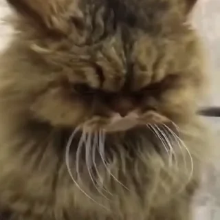 😾