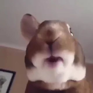 🍽