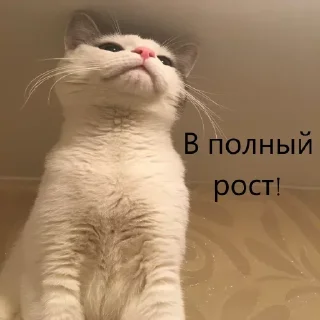 🇷🇺