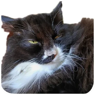 🐱