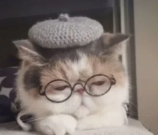 😺