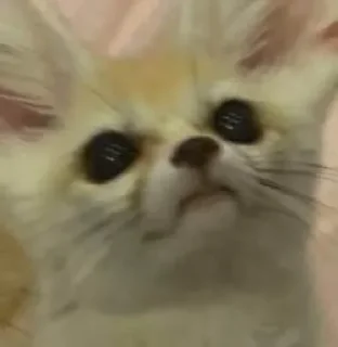 😶