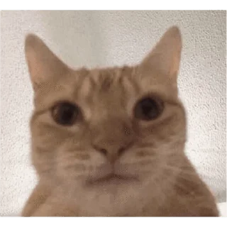 🐱