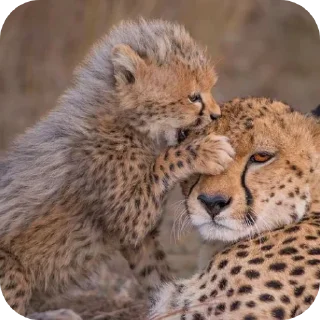 🦁