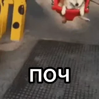 🐶