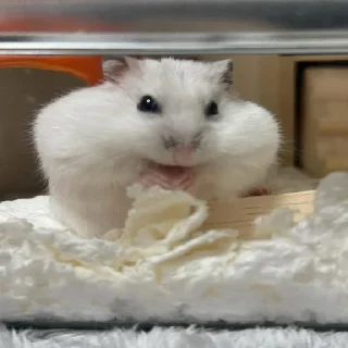 🐹