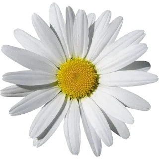 🌼
