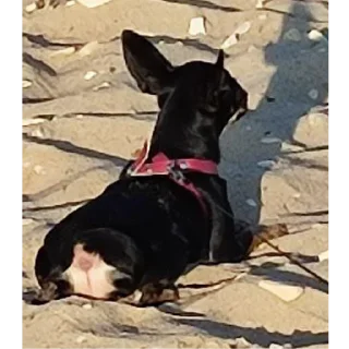 🏖