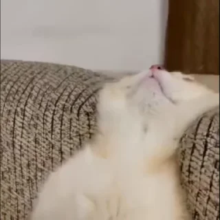 💤