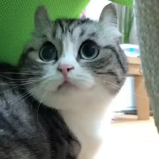 🐱